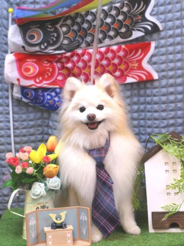 20230524おまるくん